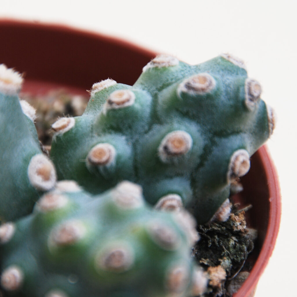 Collezione Tephrocactus 3 piante