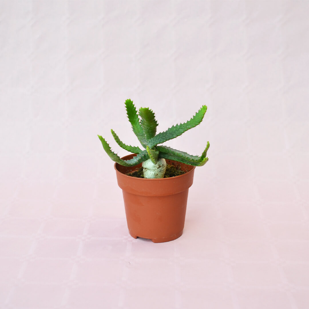 Euphorbia stellata vaso 8,5