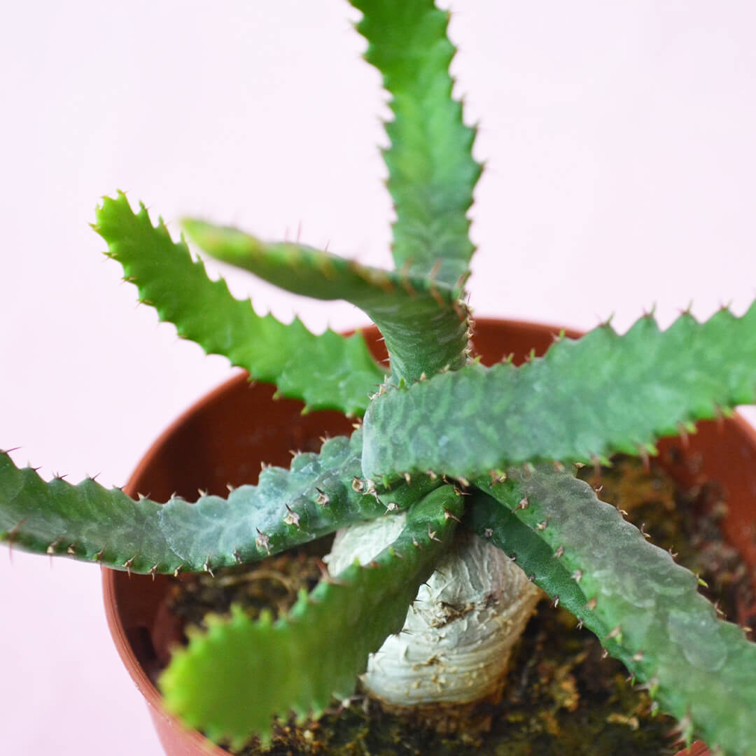 Euphorbia stellata vaso 8,5
