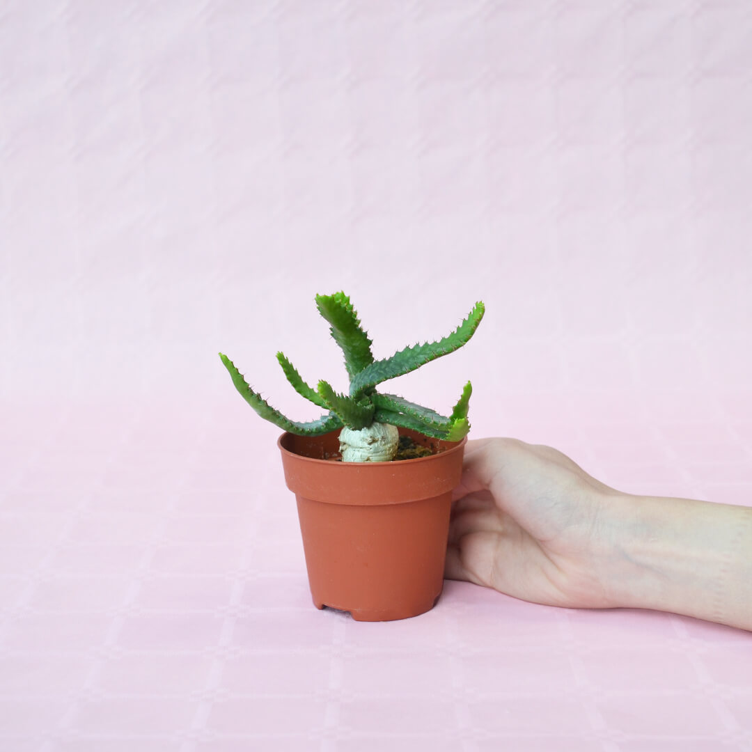 Euphorbia stellata vaso 8,5
