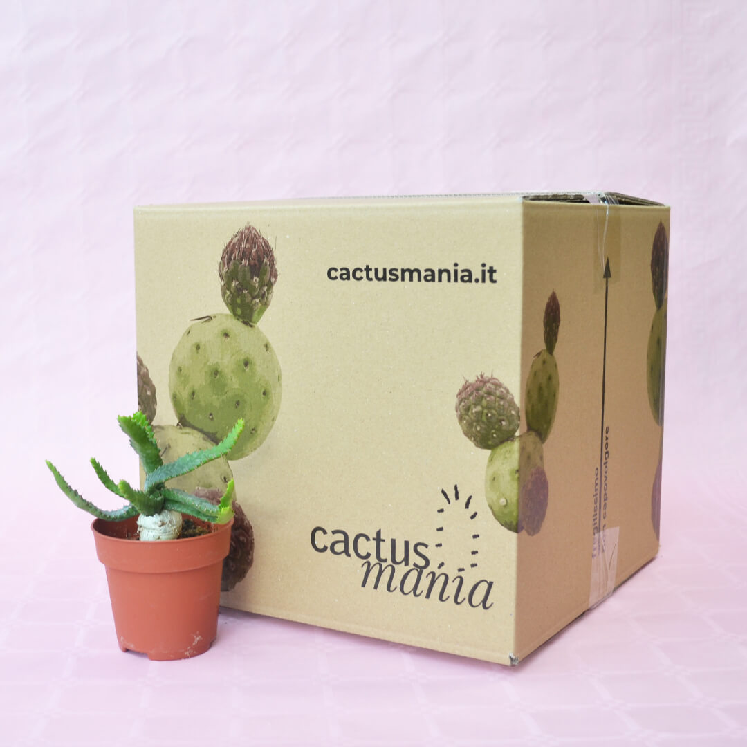 Euphorbia stellata vaso 8,5