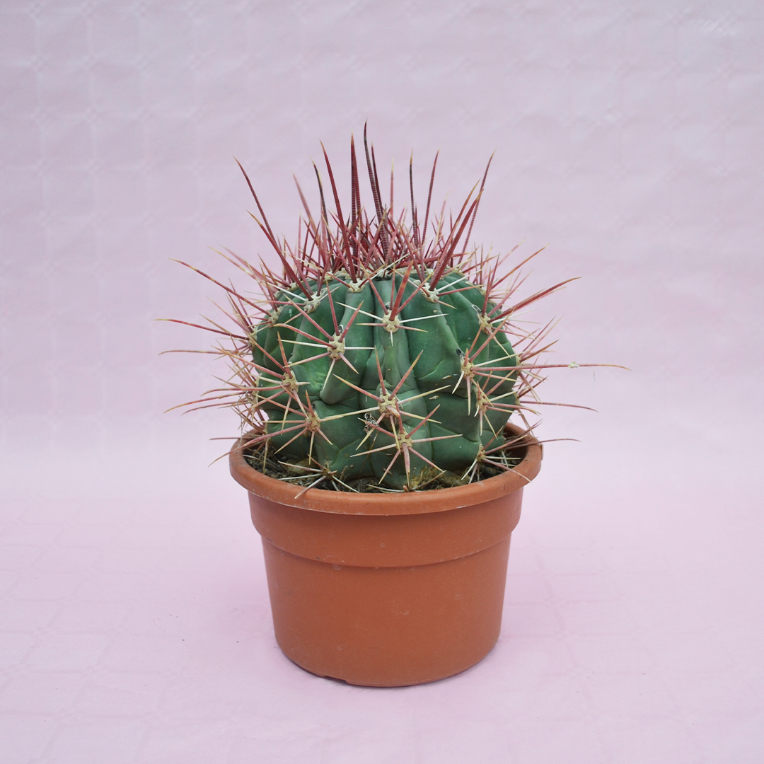 Ferocactus emoryi rectispinus vaso Ø 22