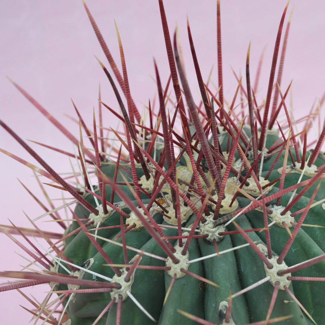 Ferocactus emoryi rectispinus vaso Ø 22