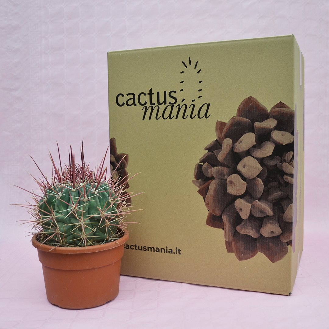 Ferocactus emoryi rectispinus vaso Ø 22