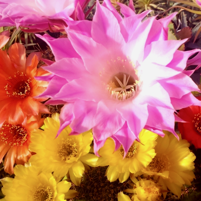 Collezione di 8 Echinopsis eyriesii hybrid vaso 13