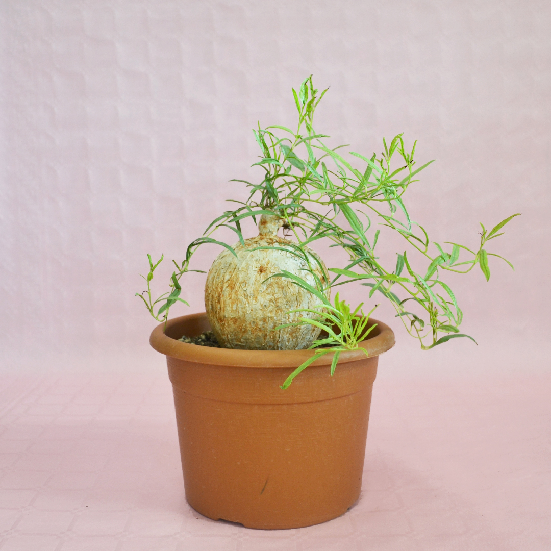 Ipomea bolusii vaso 20