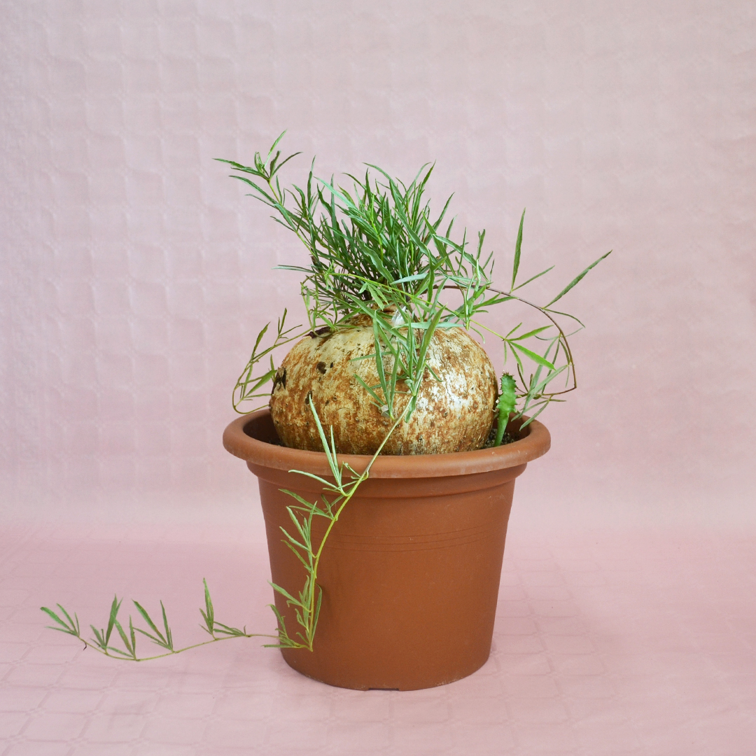 Ipomea bolusii vaso Ø 30