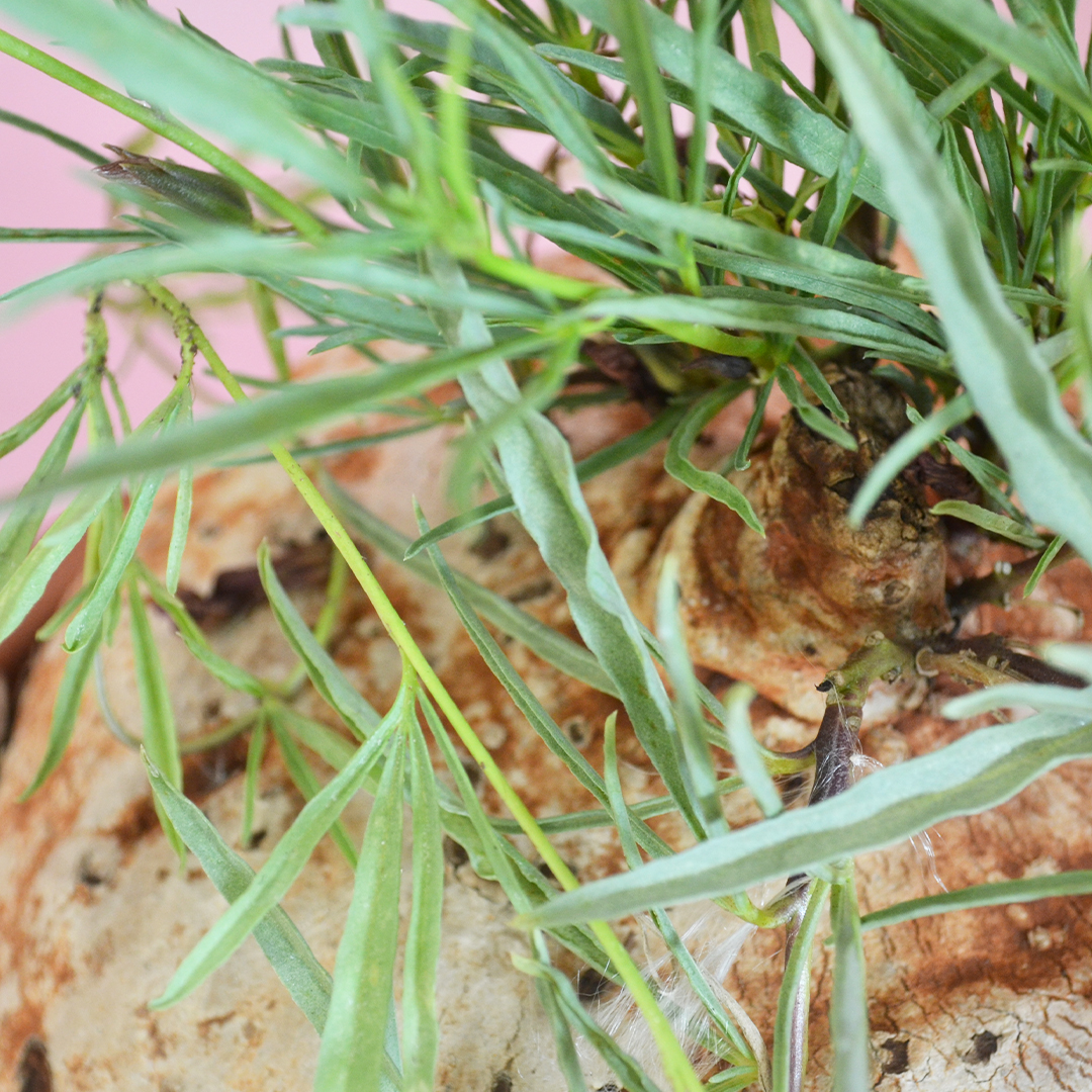 Ipomea bolusii vaso Ø 30