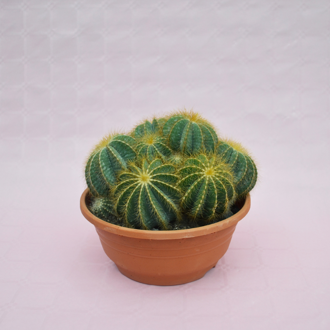 Notocactus magnificus vaso Ø 20
