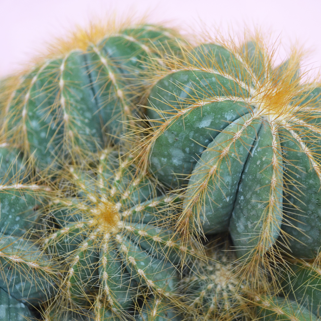Notocactus magnificus vaso Ø 20
