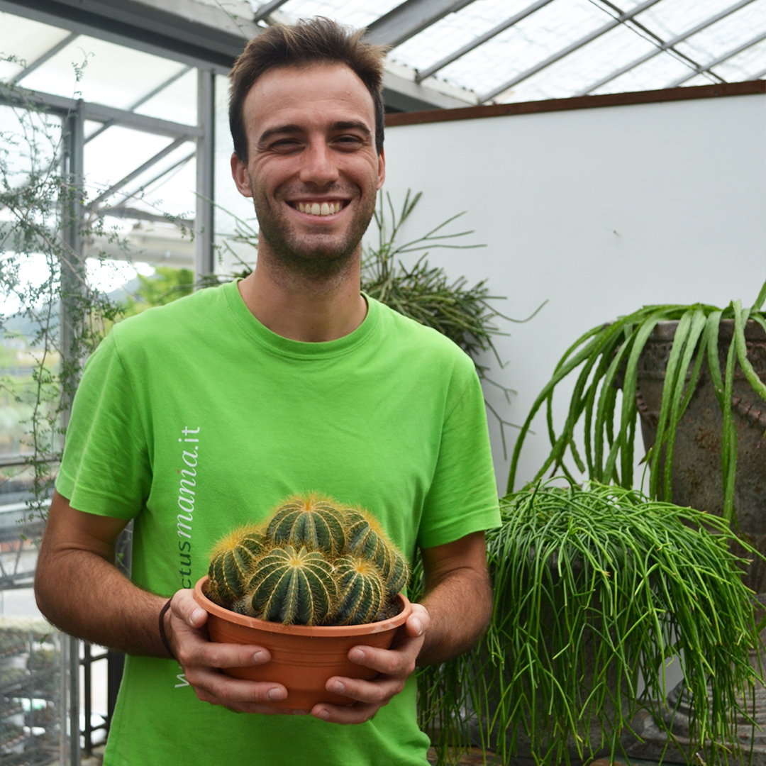 Notocactus magnificus vaso Ø 20