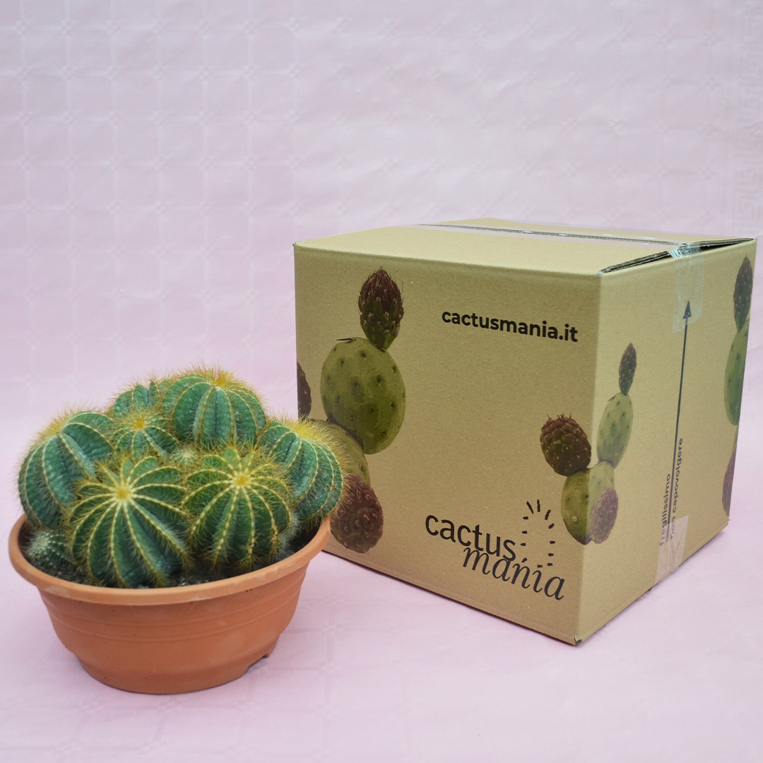 Notocactus magnificus vaso Ø 20