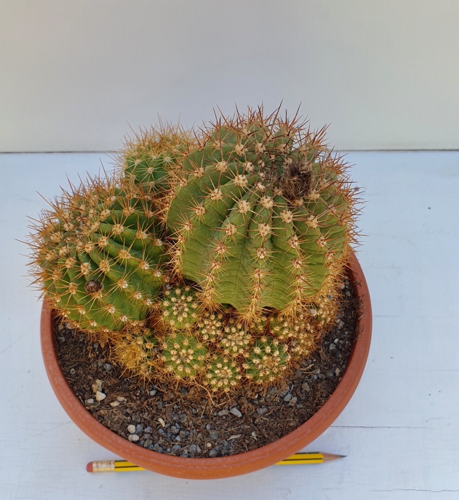 Trichocereus hybrid vaso Ø 20
