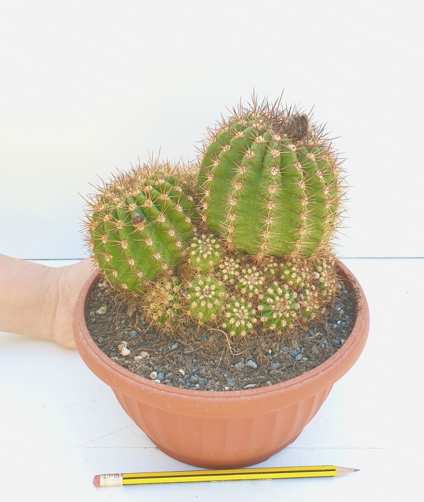 Trichocereus hybrid vaso Ø 20