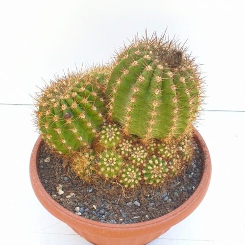Trichocereus hybrid vaso Ø 20