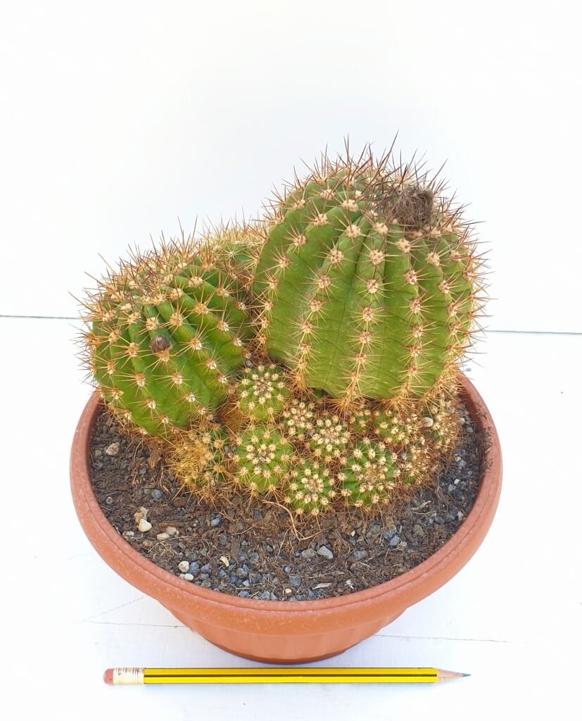 Trichocereus hybrid vaso Ø 20