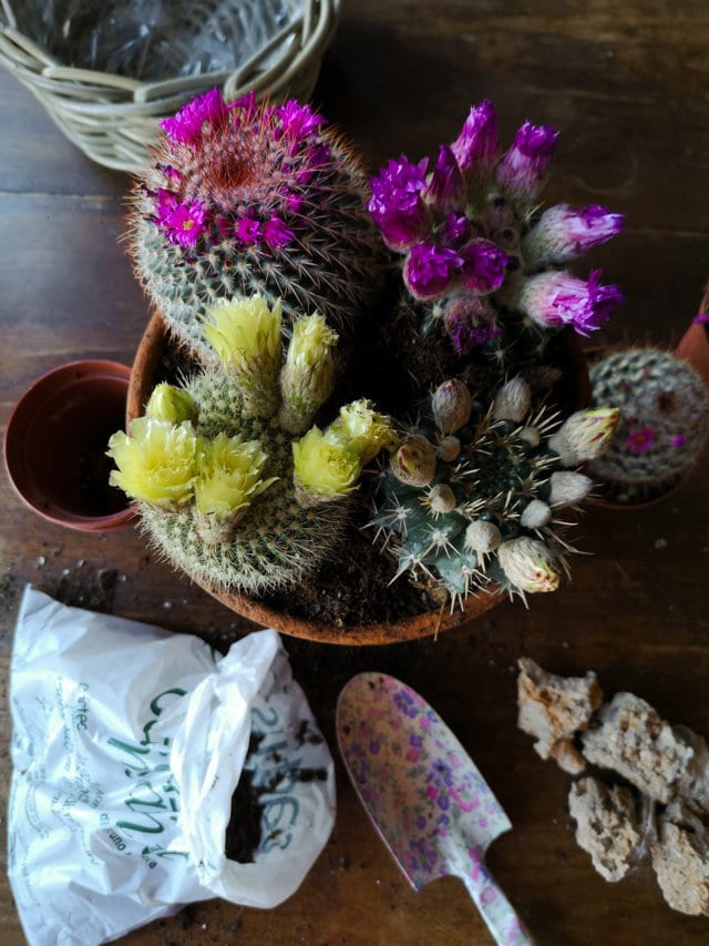 Cesto cactus fioriti