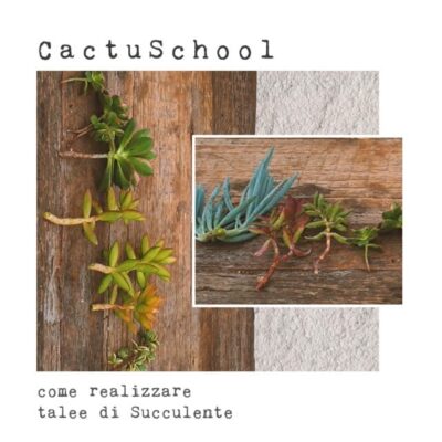 Talee piante succulente