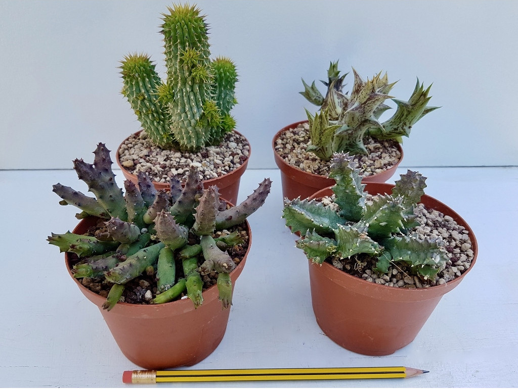 Set Asclepiadaceae 4 piante Ø 10,5 cm
