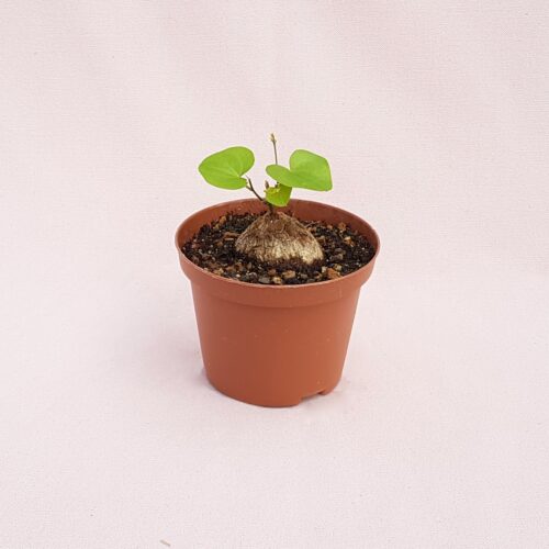 Dioscorea elephantipes vaso Ø 10,5