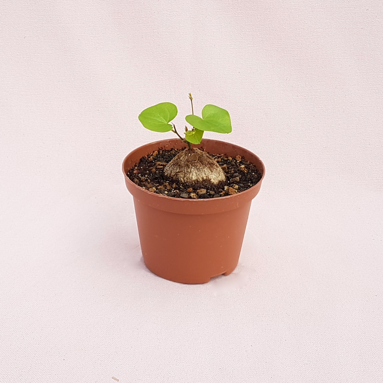 Dioscorea elephantipes vaso Ø 10,5