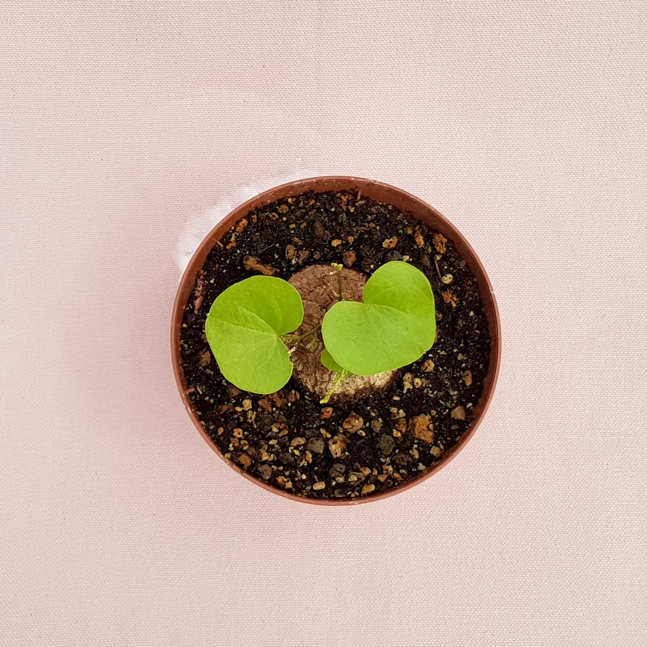 Dioscorea elephantipes vaso Ø 10,5