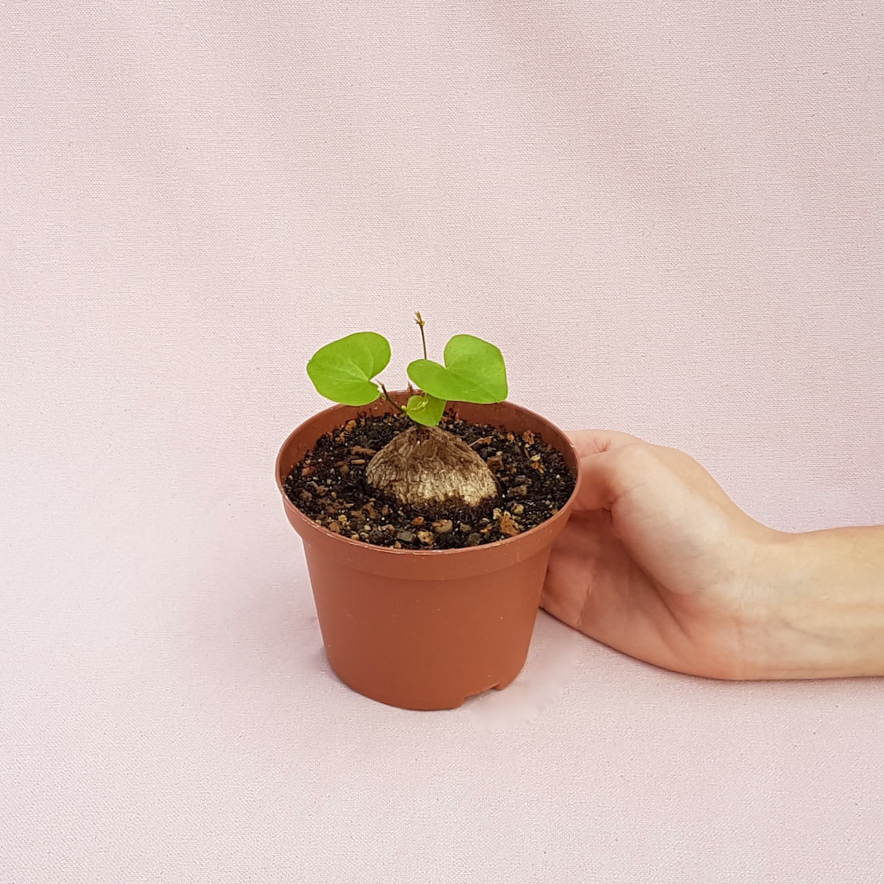 Dioscorea elephantipes vaso Ø 10,5