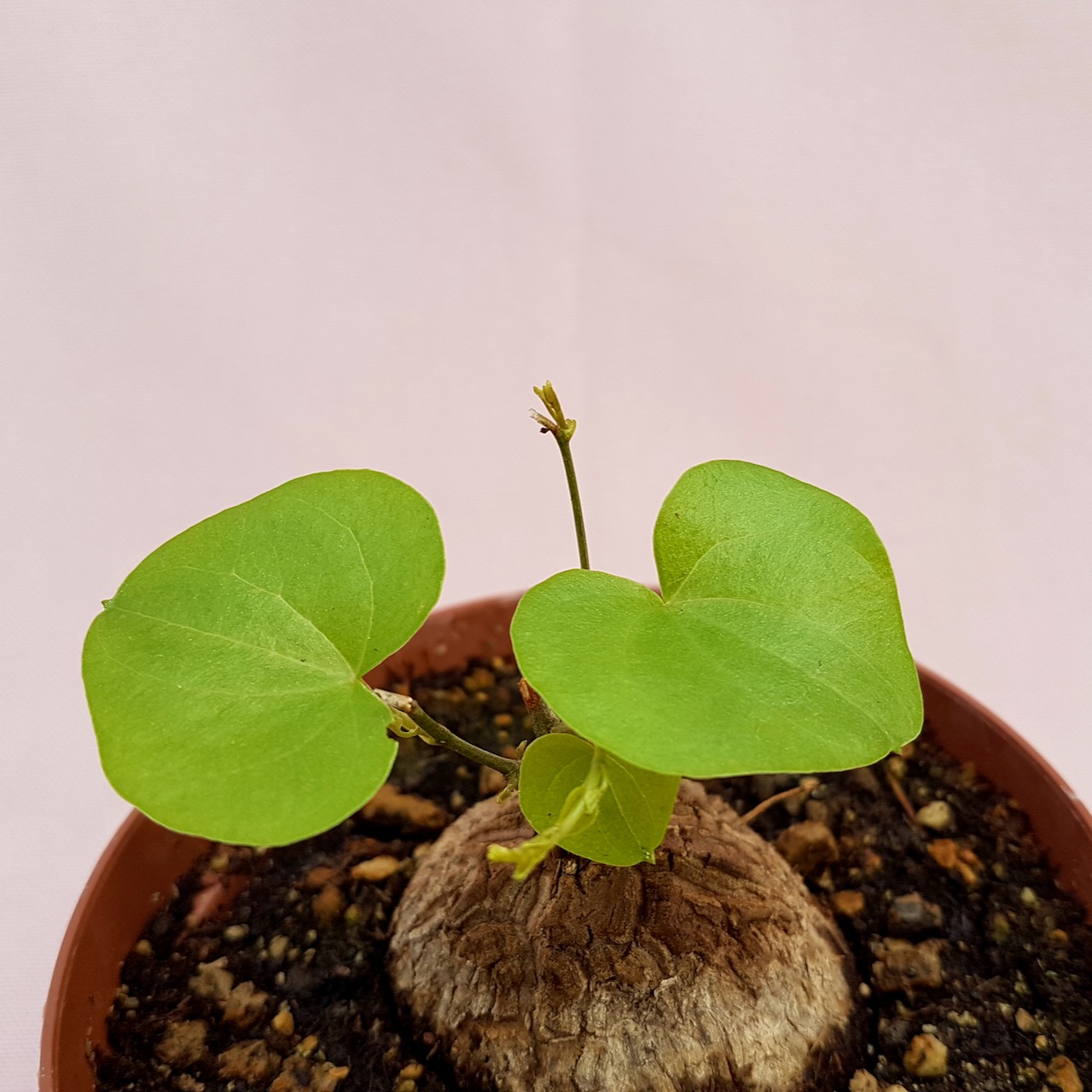 Dioscorea elephantipes vaso Ø 10,5