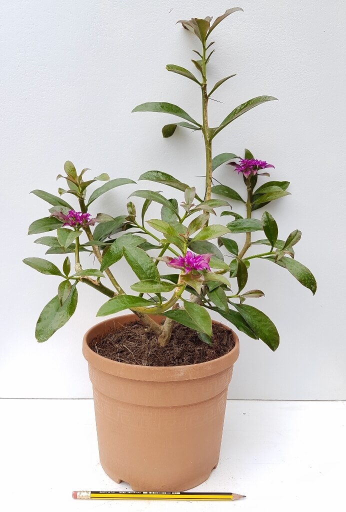 Pereskia grandifolia