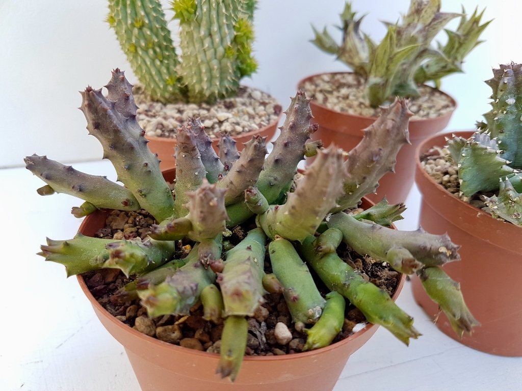 Collezione di 4 Asclepiadaceae vaso Ø 10,5