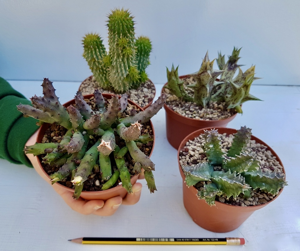 Collezione di 4 Asclepiadaceae vaso Ø 10,5