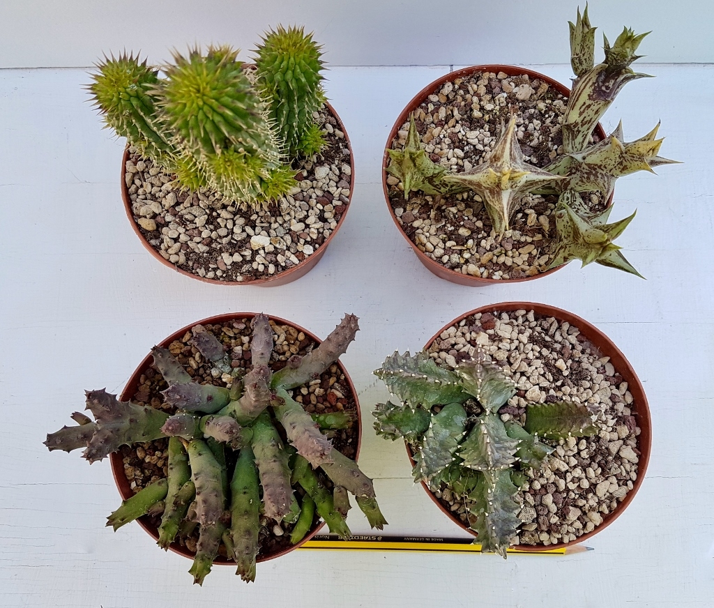 Collezione di 4 Asclepiadaceae vaso Ø 10,5