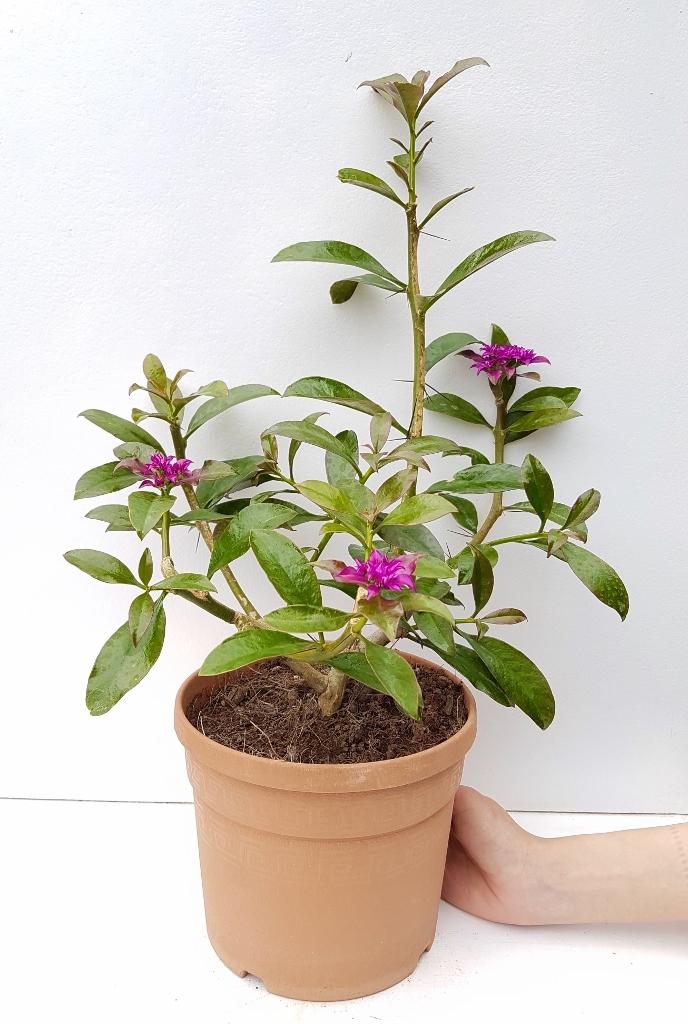 Pereskia grandifolia vaso Ø 18 - immagine 2