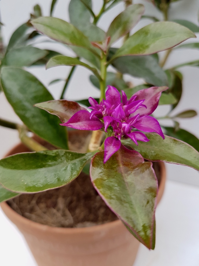 Pereskia grandifolia vaso Ø 18 - immagine 3