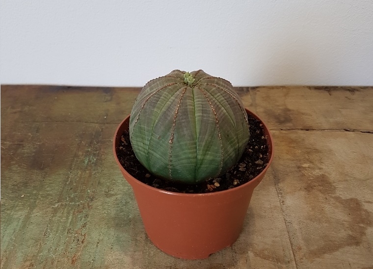 Euphorbia obesa vaso Ø 10,5
