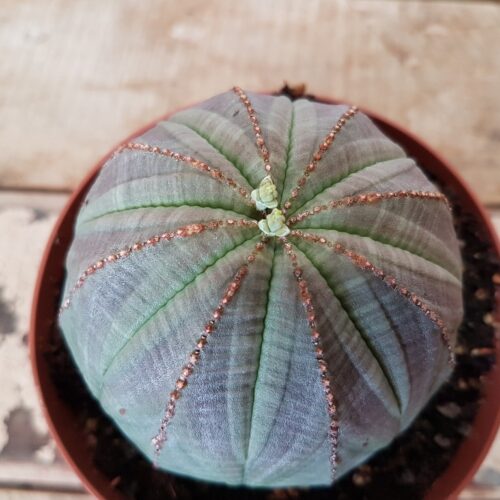 Euphorbia obesa vaso Ø 10,5