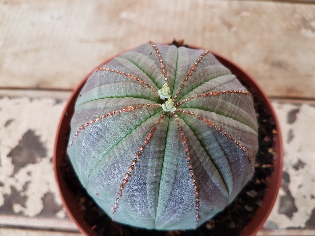 Euphorbia obesa vaso Ø 10,5