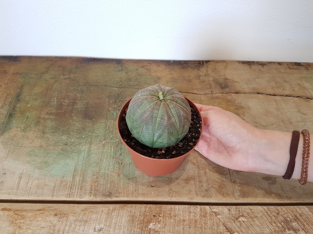 Euphorbia obesa vaso Ø 10,5