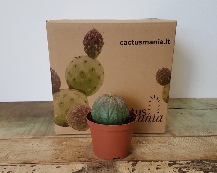 Euphorbia obesa vaso Ø 10,5