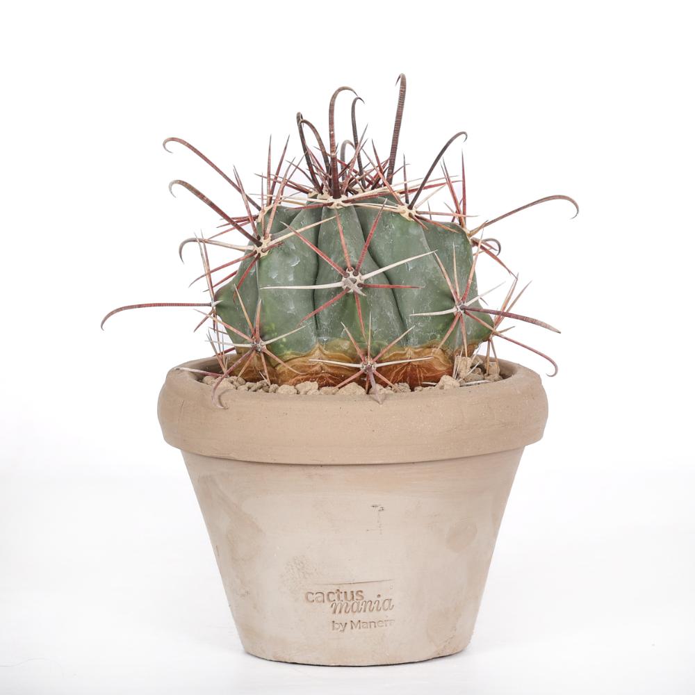 Ferocactus emoryi Ø 14