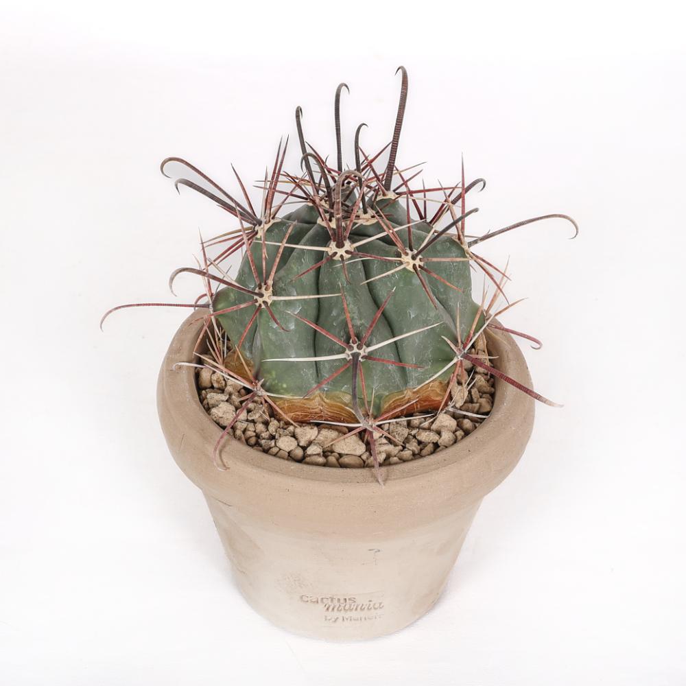 Ferocactus emoryi Ø 14