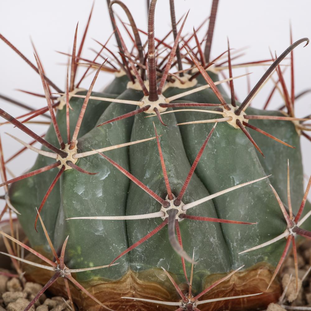 Ferocactus emoryi Ø 14