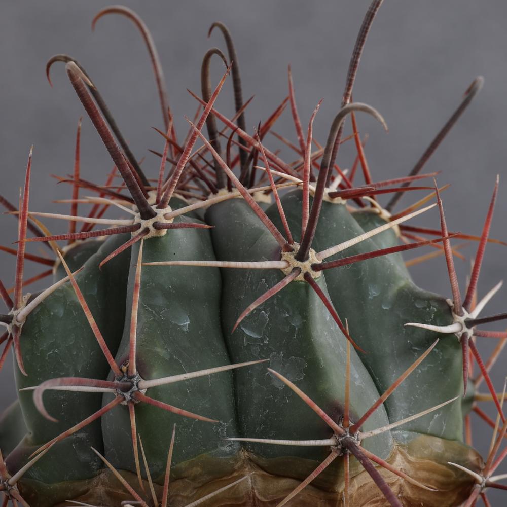 Ferocactus emoryi Ø 14