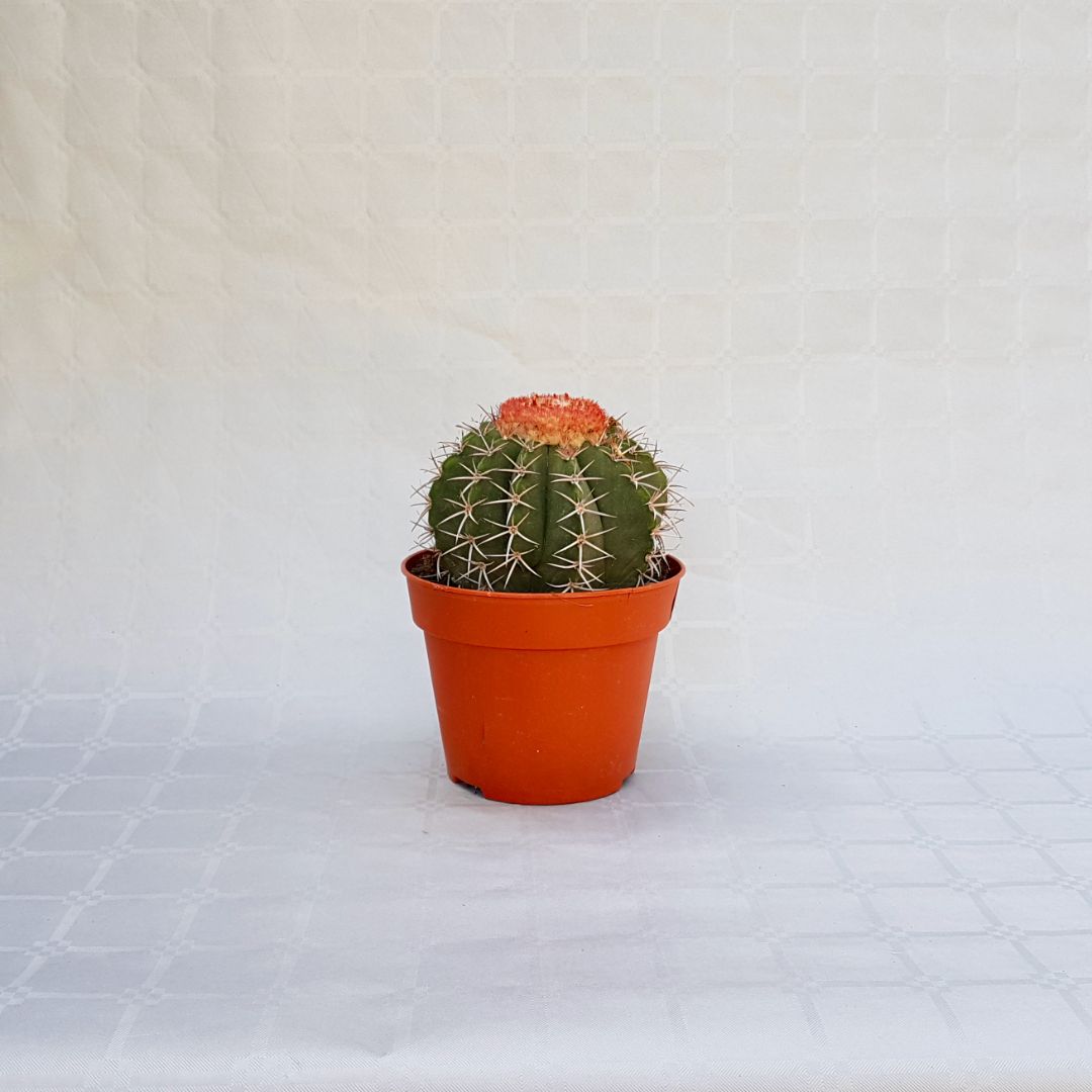 Melocactus bahiensis vaso 16