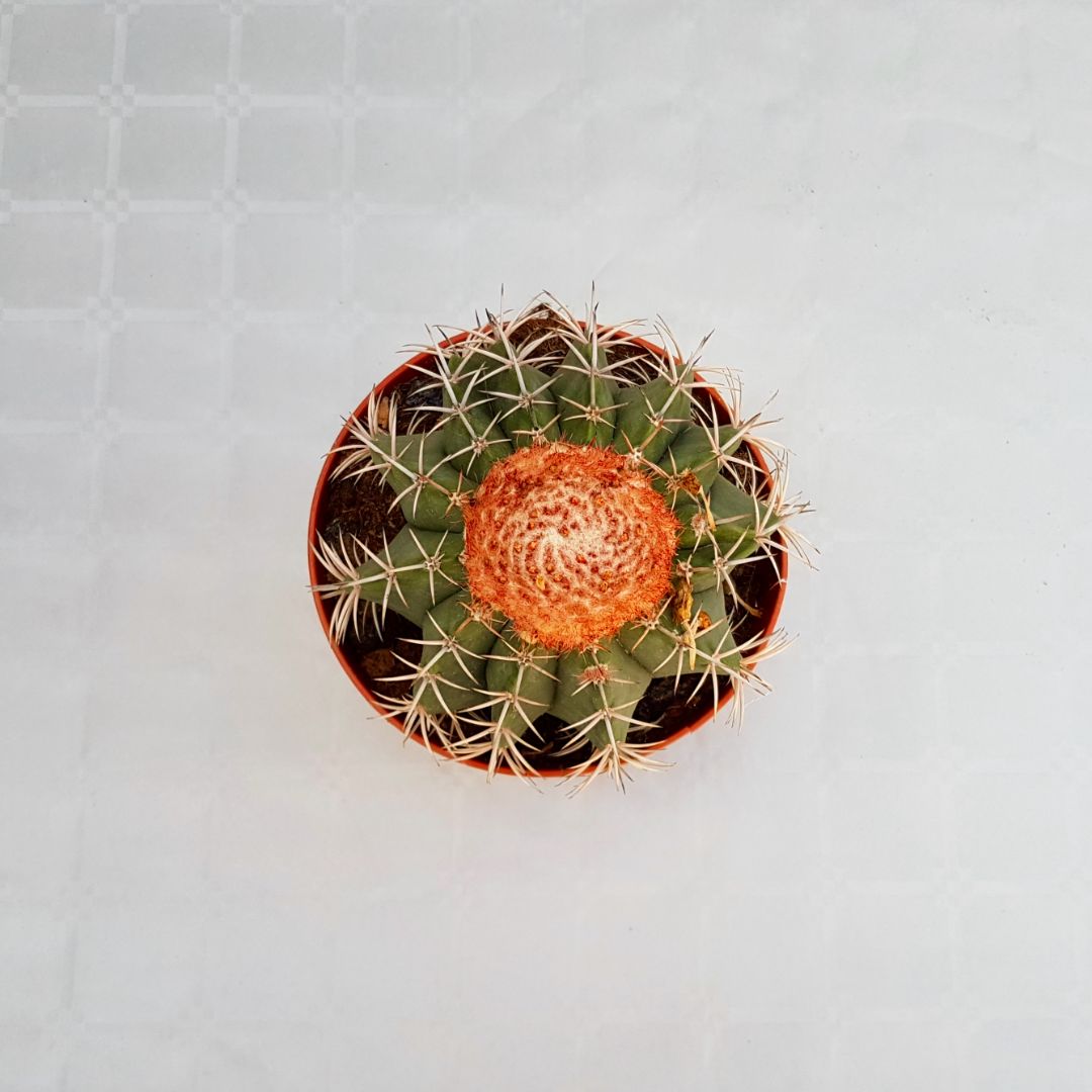Melocactus bahiensis vaso 16
