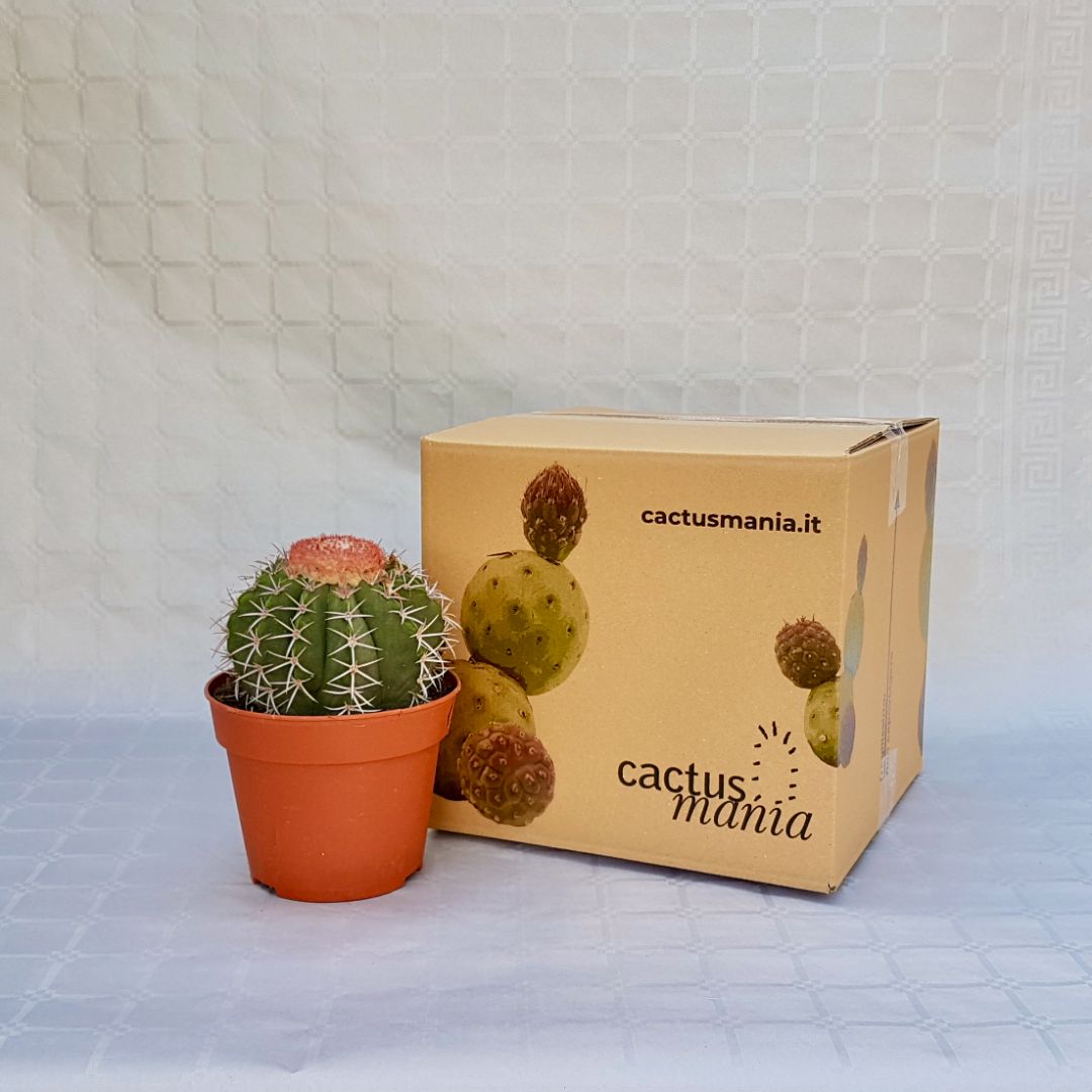 Melocactus bahiensis vaso 16