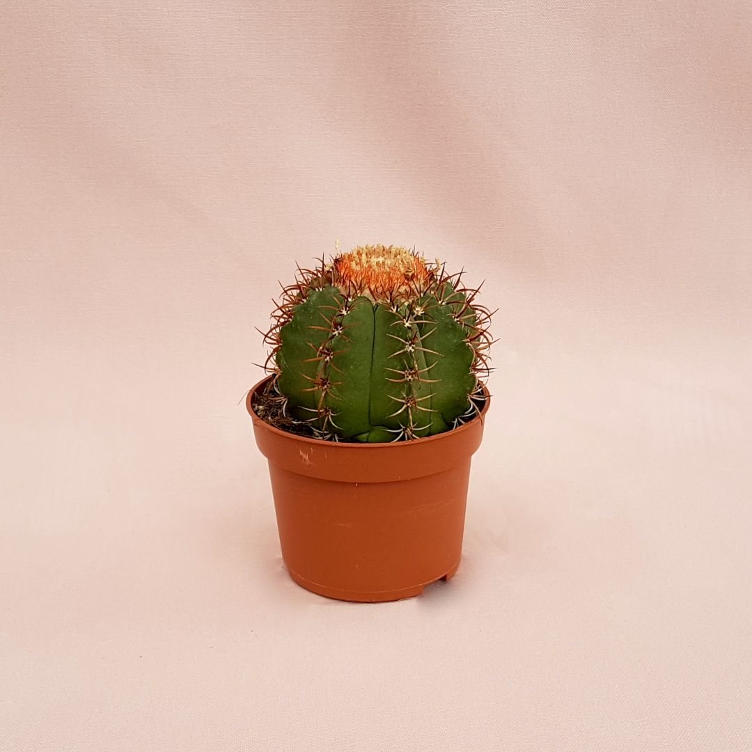 Melocactus matanzanus vaso 10,5