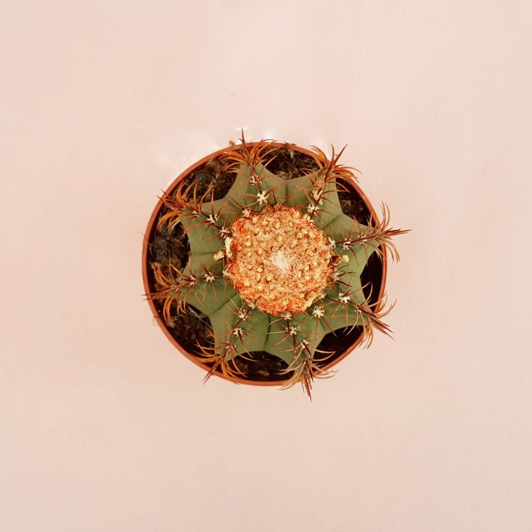 Melocactus matanzanus vaso 10,5