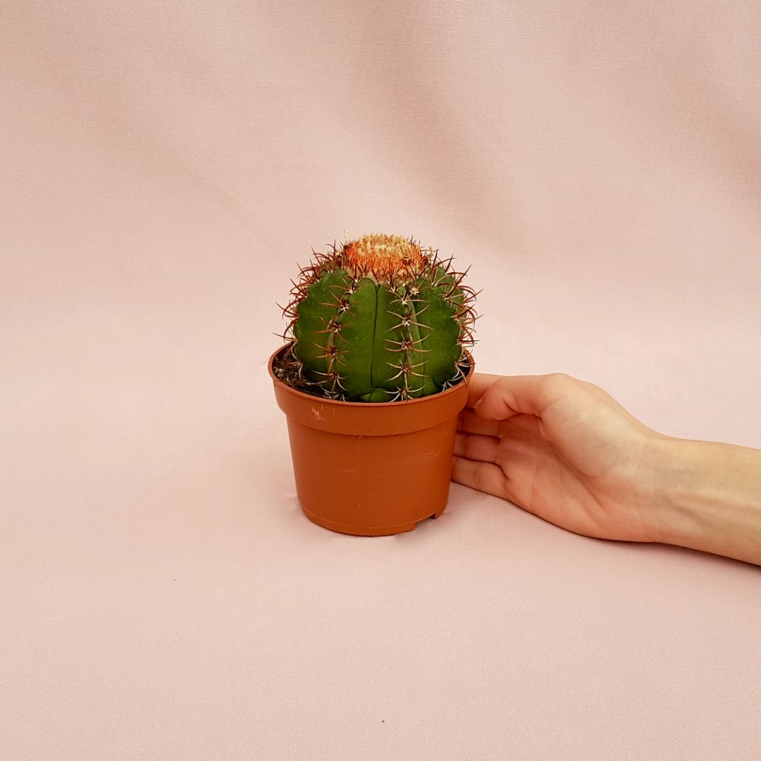 Melocactus matanzanus vaso 10,5