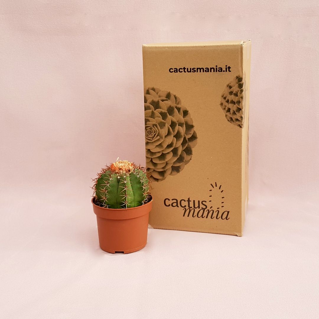 Melocactus matanzanus vaso 10,5